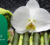 Home-Service-Spa-Bali