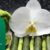 Home-Service-Spa-Bali